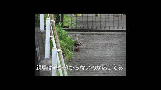カルガモ親子の引っ越し挑戦、坂を登りはじめる