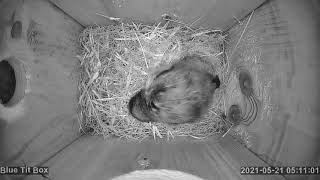 2021-05-21 05:10 Third egg!