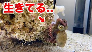 おちょこサイズのタコの赤ちゃんが可愛すぎるのでエサを与えてみると...