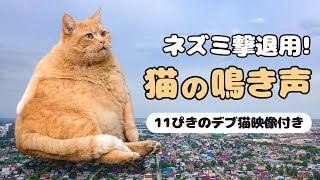 ネズミ撃退用！猫の鳴き声を連続再生。11ぴきのデブ猫映像付き