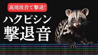 ハクビシン撃退音(10時間)。ハクビシンが嫌がる高周波音を再生