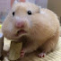 アイコン
