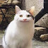アイコン